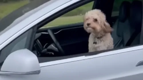 Un chien au volant d’une voiture sur l’autoroute (Vidéo)